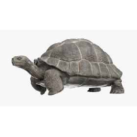 Giant  Tortoise Animated model